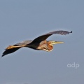 Purple Heron (Ardea purpurea) Alan Prowse